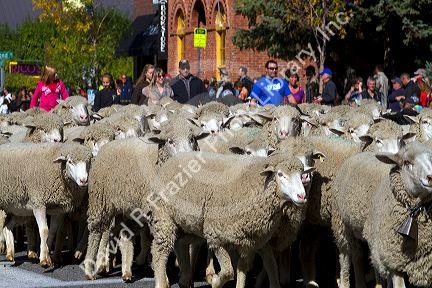 Sheep being moved to their winter pastures in the Trailing of the Sheep Parade on Main Street in Ketchum, Idaho, USA.