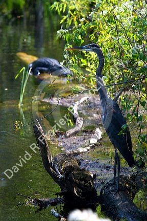 Great Blue Heron and American Alligator in the Florida everglades.