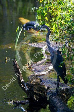 Great Blue Heron and American Alligator in the Florida everglades.