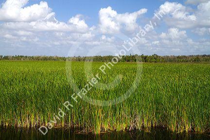 Sawgrass in the Florida everglades.