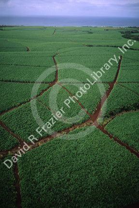 Sugar cane field in Kauai, Hawaii.
