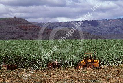 Sugar cane plantation and harvest in Kauai, Hawaii.
