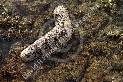 Sea cucumber in the Pacific Ocean on the island of Kauai, Hawaii, USA.