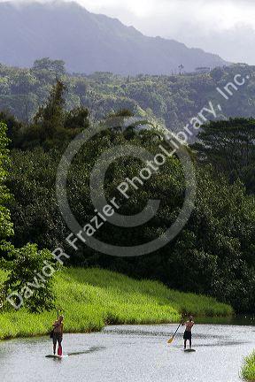 Stand up paddle boarding the Hanalei River on the island of Kauai, Hawaii, USA.