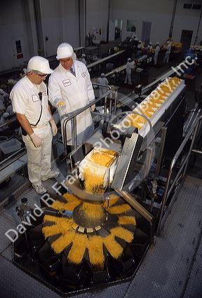 Shredded cheese being bagged at a cheese factory.