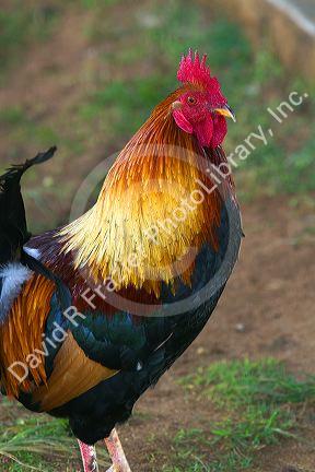 Rooster on the island of Kauai, Hawaii, USA.