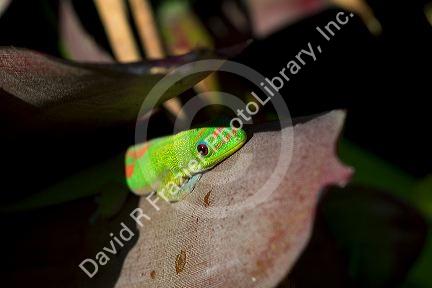 Gold dust day gecko on the island of Kauai, Hawaii, USA.