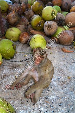 Trained monkey harvests coconuts from trees on the island of Ko Sumai, Thailand.