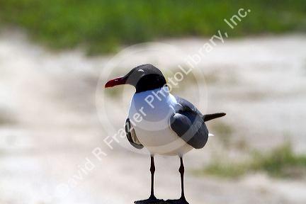 Laughing Gull at the bay of Corpus Christi, Texas, USA.