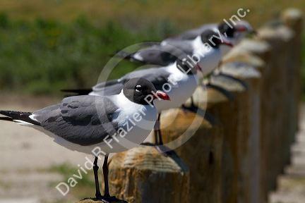 Laughing Gull at the bay of Corpus Christi, Texas, USA.
