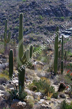 Saguaro cactus in Saguaro National Park located in southern Arizona, USA.