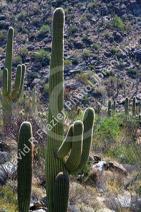 Saguaro cactus in Saguaro National Park located in southern Arizona, USA.