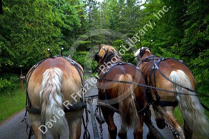 Draft horse rear end on Mackinac Island located in Lake Huron, Michigan, USA.