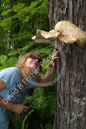 Bracket or Shelf Fungi at Pictured Rocks National Lakeshore located on the shore of Lake Superior in the Upper Peninsula of Michigan, USA.