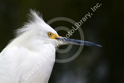 Snowy egret on the coast of Florida, USA.