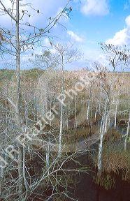 Cypress trees growing in Florida everglades.