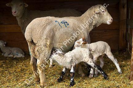 Lambs nursing on a sheep ranch near Emmett, Idaho, USA.
