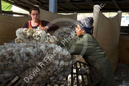 Sheep being sheared in a shearing shed near Emmett, Idaho, USA.