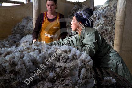 Sheep being sheared in a shearing shed near Emmett, Idaho, USA.