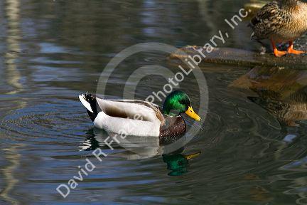 Mallard duck in Boise, Idaho, USA.