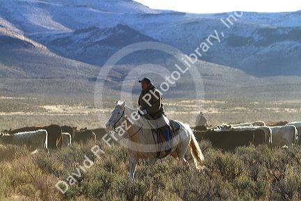 Native american indian cowboy herding cattle near McDermitt, Nevada, USA.