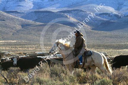 Native american indian cowboy herding cattle near McDermitt, Nevada, USA.