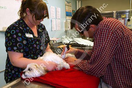 Veterinarian using laser therapy on a small dog to promote healing and stimulate blood flow after surgery in Boise, Idaho, USA.