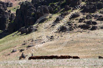 Ranchers round up cattle on grazing land near Mountain Home, Idaho, USA.