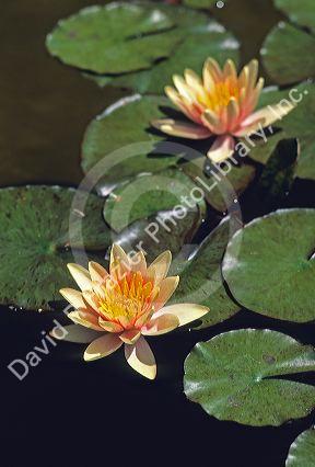 Water lilies.