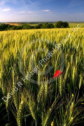 Wheat field with red poppy flower west of Angouleme in southwestern France.