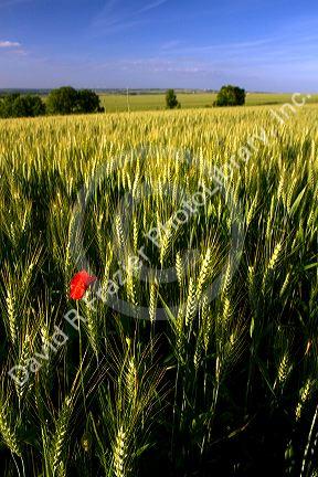 Wheat field with red poppy flower west of Angouleme in southwestern France.