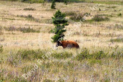 Cinnamon bear in the Waterton Lakes National Park, Alberta, Canada.