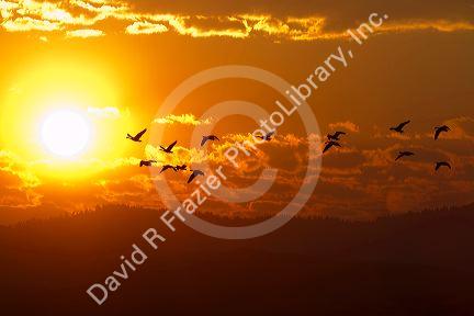 A flock of geese fly at sunrise in Boise, Idaho, USA.