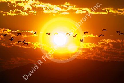 A flock of geese fly at sunrise in Boise, Idaho, USA.