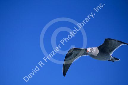 A Heermann seagull in flight, San Diego Harbor, California.