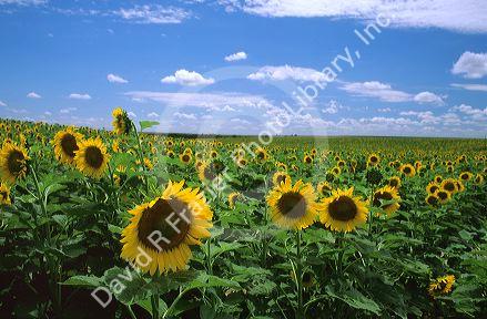 A sunflower field in Kansas.
