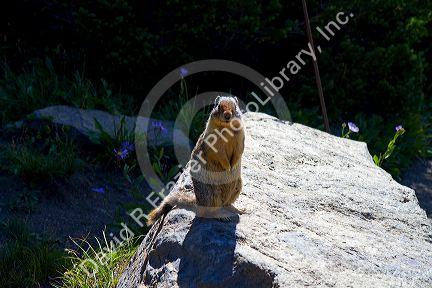 Marmot at Glacier National Park, Montana, USA.