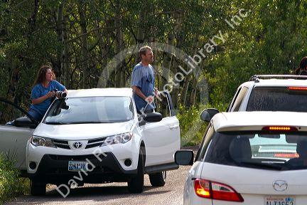 Automobile traffic jam of tourists looking at wildlife in Waterton Lakes National Park, Alberta, Canada.