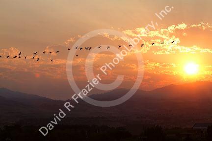 A flock of geese fly at sunrise in Boise, Idaho, USA.