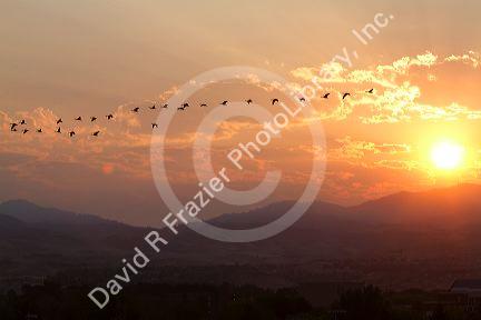 A flock of geese fly at sunrise in Boise, Idaho, USA.