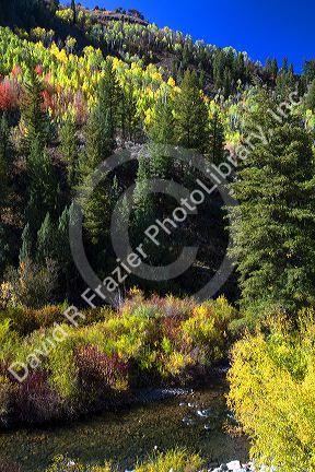 Autumn color along the Logan River in Logan Canyon, Utah, USA.