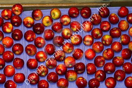Sorted apples being packaged at Symms Fruit Ranch near Sunny Slope, Idaho, USA.