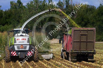 Corn harvest in Canyon County, Idaho, USA.
