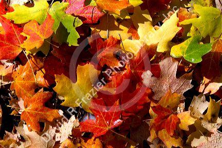 Colorful fallen deciduous tree leaves on the forest floor in Logan Canyon, Utah, USA.
