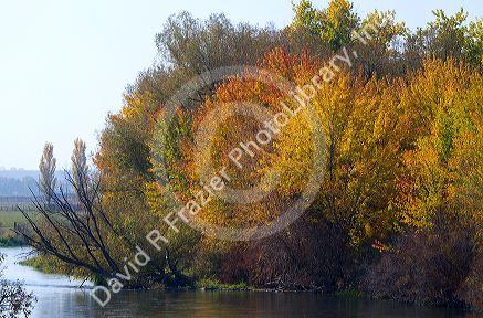 Autumn leaves along the Boise River near Notus, Idaho, USA.