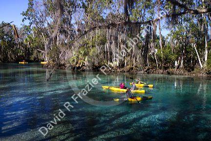 Tourists viewing manatees from kayaks in the Crystal River National Wildlife Refuge at Kings Bay, Florida, USA.