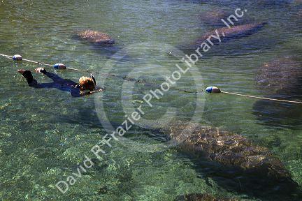 Tourists viewing manatees with a snorkel and mask in the Crystal River National Wildlife Refuge at Kings Bay, Florida, USA.