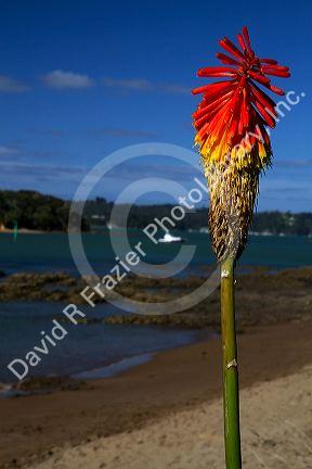Tritoma or Torch lily at Bay of Islands at the town of Paihia, North Island, New Zealand.