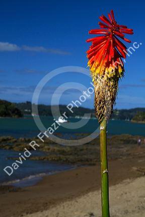 Tritoma or Torch lily at Bay of Islands at the town of Paihia, North Island, New Zealand.