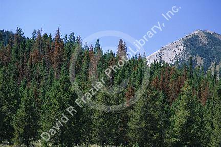 Dead lodgepole pine trees killed by the pine bark beetle in the Stanley Basin of the Sawtooth National Forest.